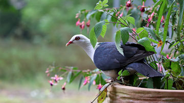 Wallpaper thumb: White-headed Pigeon